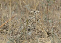 Alauda leucoptera