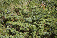 Juniperus communis saxatilis