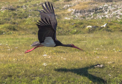 Ciconia nigra