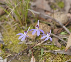 Cyanicula caerulea