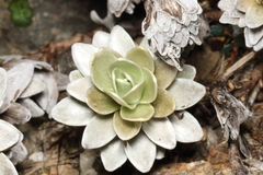 Leucogenes leontopodium