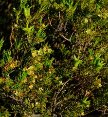 Diosma acmaeophylla