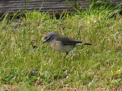 Acanthiza chrysorrhoa