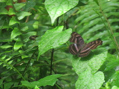 Junonia