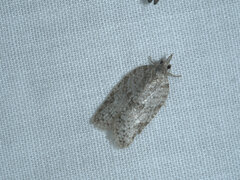 Isotenes miserana