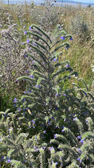 Echium vulgare