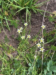 Pseudocherleria aizoides