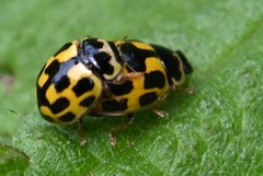 Propylea quatuordecimpunctata