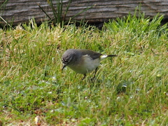 Acanthiza chrysorrhoa