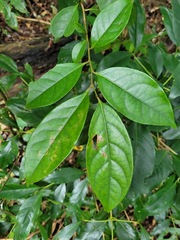 Diospyros morrisiana