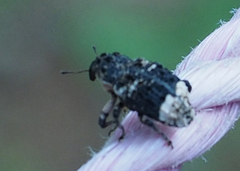 Cryptorhynchus lapathi