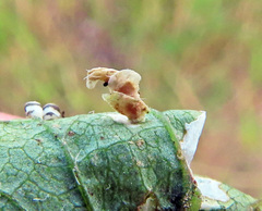 Coleophora colutella