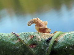 Coleophora colutella