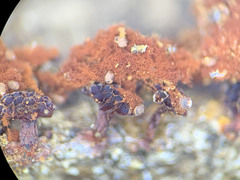 Metatrichia vesparium