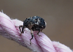 Cryptorhynchus lapathi