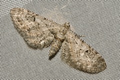 Eupithecia pauxillaria