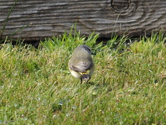 Acanthiza chrysorrhoa
