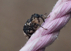 Cryptorhynchus lapathi