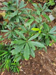 Elaeocarpus decipiens