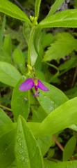 Polygala persicariifolia