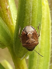 Rubiconia intermedia