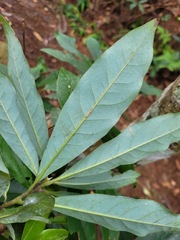 Elaeocarpus decipiens