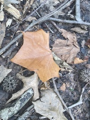 Platanus occidentalis