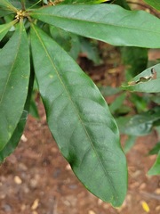 Elaeocarpus decipiens