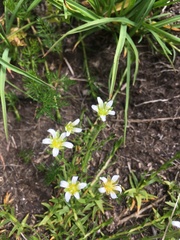 Pseudocherleria aizoides