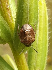 Rubiconia intermedia