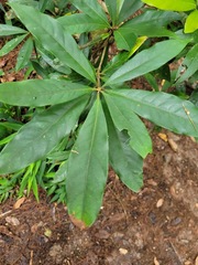 Elaeocarpus decipiens