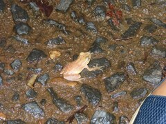 Raorchestes luteolus