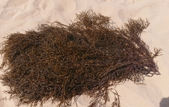 Sargassaceae