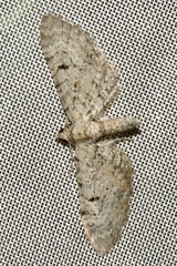 Eupithecia pauxillaria