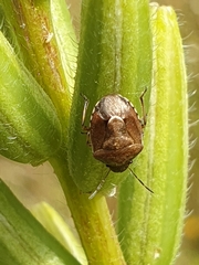 Rubiconia intermedia