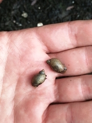 Succinea putris