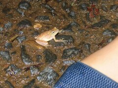 Raorchestes luteolus