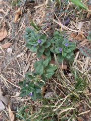 Stemodia verticillata