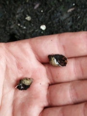 Succinea putris
