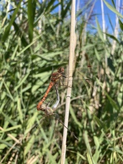 Sympetrum striolatum