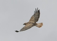 Buteo rufinus