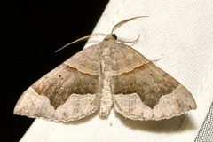 Scotopteryx moeniata