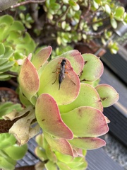 Pimpla rufipes