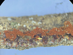 Metatrichia vesparium