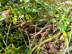 Anguis fragilis