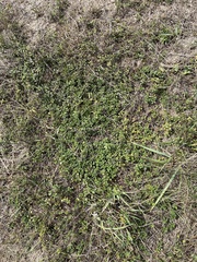 Thymus pulegioides