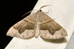 Scotopteryx moeniata
