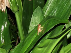 Raorchestes tuberohumerus