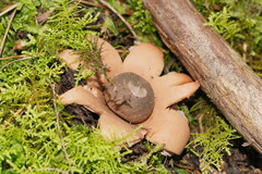 Geastrum triplex
