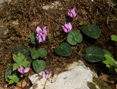 Cyclamen purpurascens